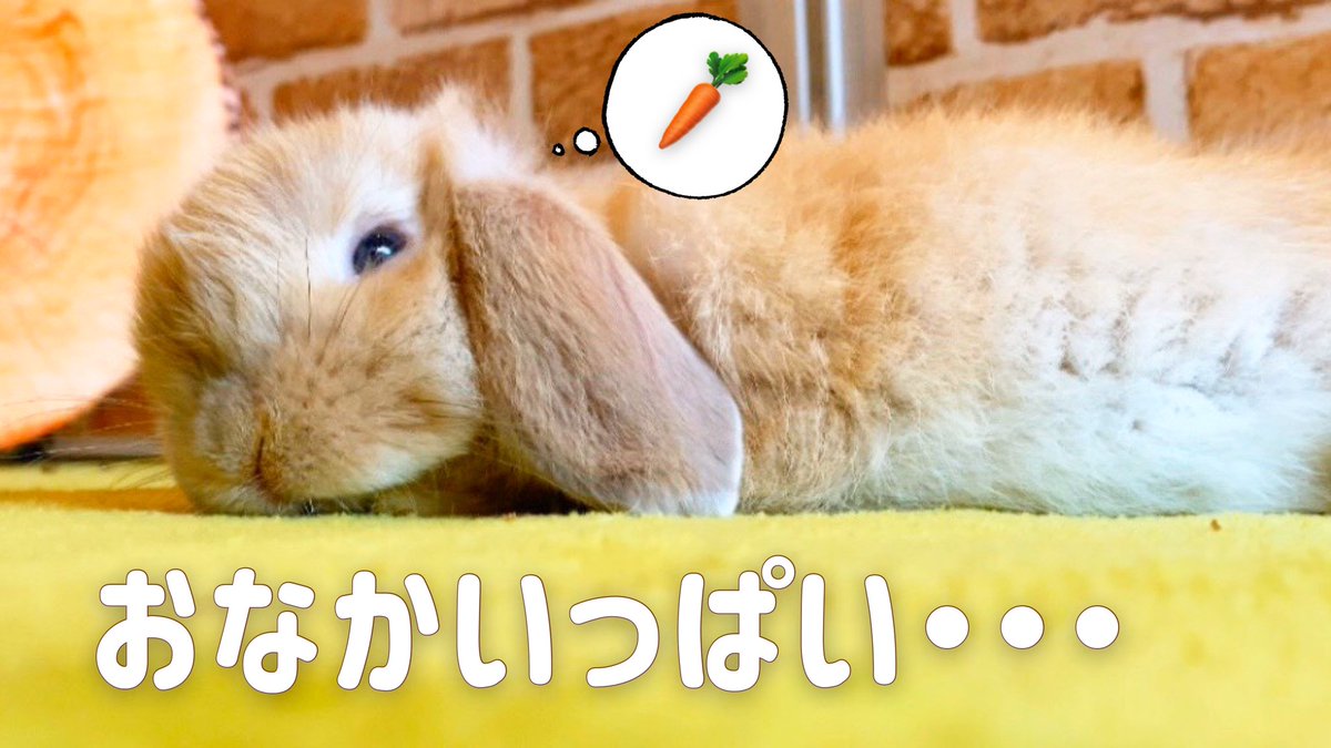 うさぎカフェ ミニヨン ミニヨンチャンネル更新 おなかいっぱいになった後はおひるねタイム T Co 74piplj9gz うさぎカフェ ミニヨン ミニヨンチャンネル更新 おなかいっぱいになった後はおひるねタイム T Co 74piplj9gz
