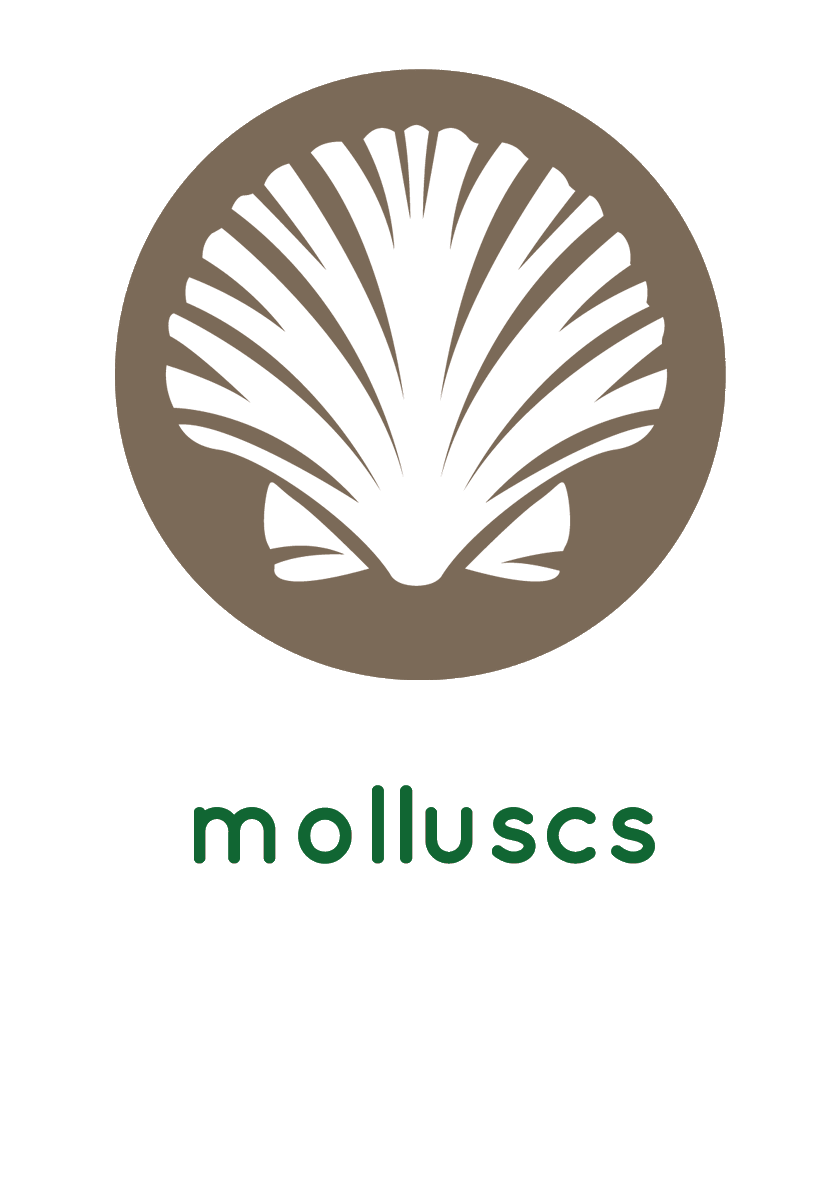 Allergenchecker's tweet photo. Allergy to Molluscs is quite common, people who are sensitive can react to different types of Molluscs it can cause severe reactions and some people can react to cooking vapours. Commonly found in oyster sauce and an ingredient of fish stews.
#foodallergies https://t.co/8w9CZmmmo5