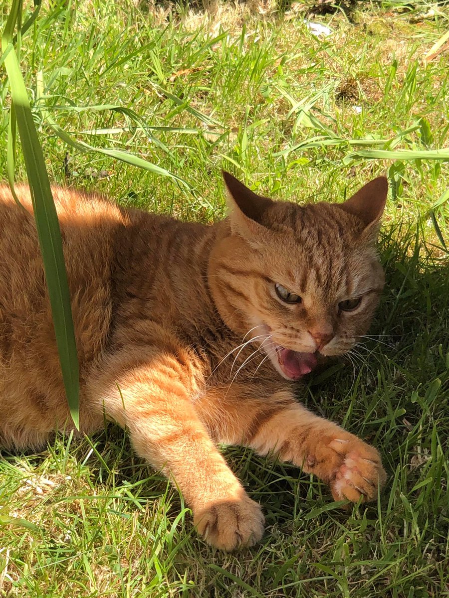moonfall43's tweet photo. at midnight my mum sent me 21 pictures of my 16 y/o cat playing with grass and now I know peace https://t.co/1789EDc2NM