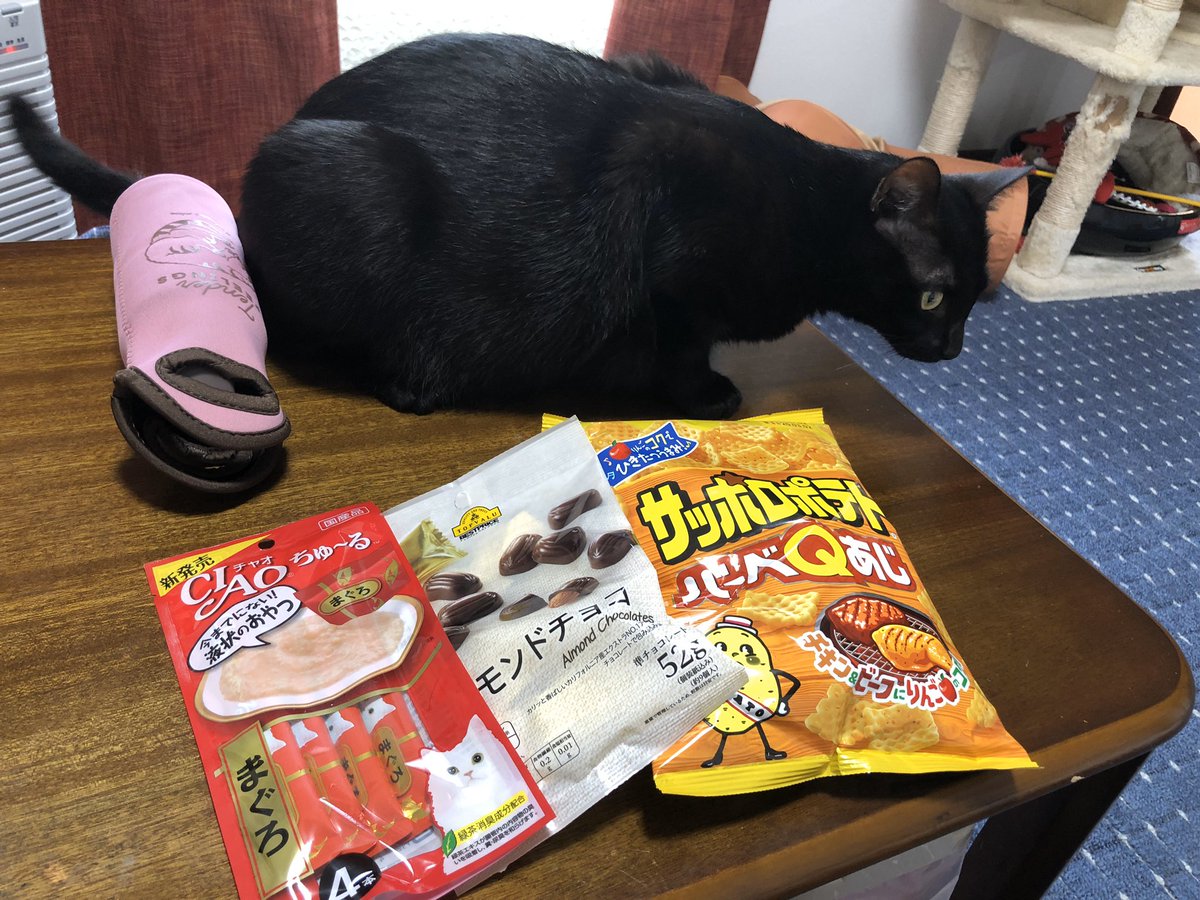 ミケネコタミと思いきや tweet media