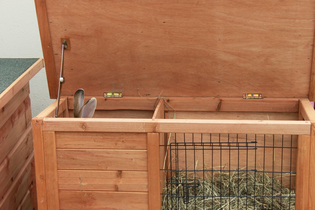 “If my ears don’t fit, then I don’t fit!”

Can you imagine living in cramped up conditions all your life? A hutch is not enough! Please help us change this by sharing and signing our petition today: chng.it/KvPmfw6c
#AHutchIsNotEnough