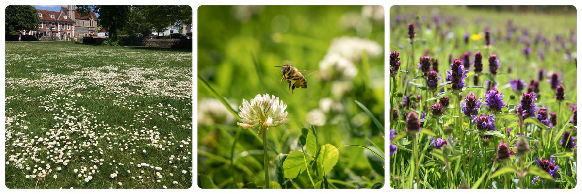 The flowers most abundant on British lawns in 2019 were daisy, white clover and selfheal. Complete #NoMowMay 2020 by taking part in #EveryFlowerCounts from 23 May bit.ly/nomowmay2020
