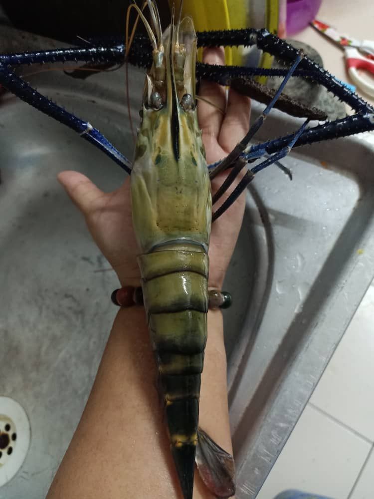 amigosfitri's tweet photo. @nobisha Salam,

Kami ada menjual udang galah saiz mega. Boleh cod depan rumah

klik link untuk pertanyaan

ig: udanggalahmega

https://t.co/QZzvBpu0et https://t.co/vejqT2fQ0b