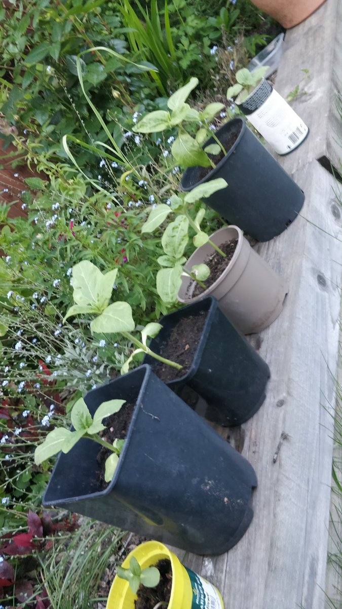 AngPiper's tweet photo. Sunflowers courtesy of @kidneycanceruk growing well, some will be going in the ground soon #plantaseedforresearch #livingwithcancer #kidneycancer #kidneycancerresearch https://t.co/yjuOCZRuzS