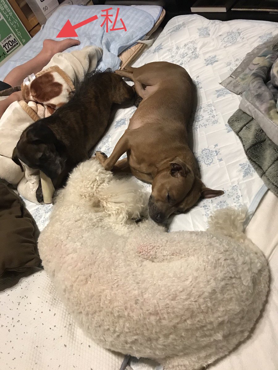 Hashtag 犬と寝る Na Twitteru Hashtag 犬と寝る Na Twitteru