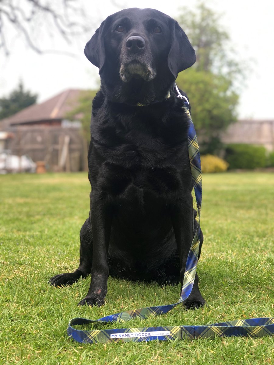 MNDoddie5's tweet image. Ask and you shall receive! Brand new @MNDoddie5 dog collar and lead launching next week! Comment YES and tag two friends on this post to be notified as soon as they are available to buy! 🐶😎