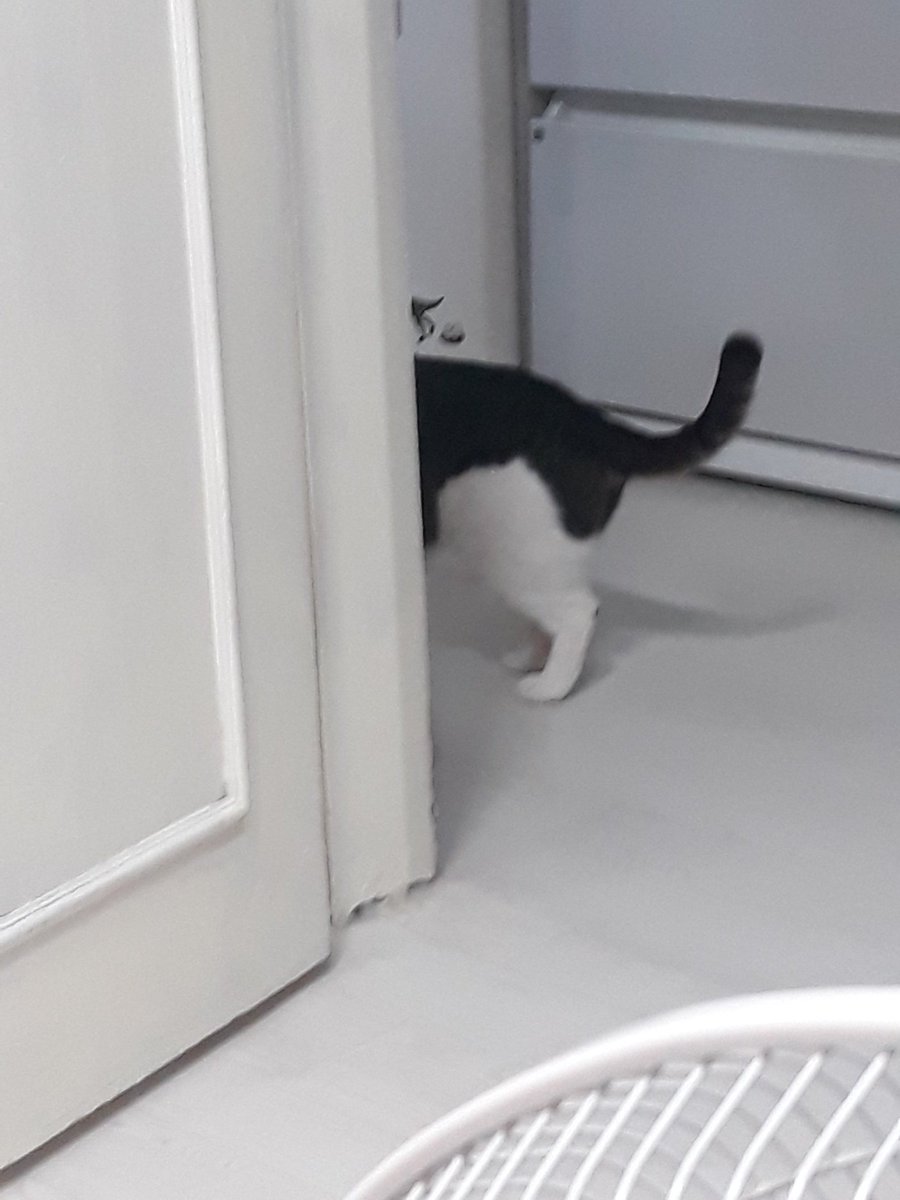 초롱이가 간싣 먹고 만지려 하니까 먹튀...