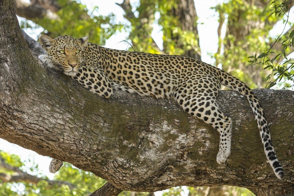 #FridayFunFact: A Leopard's spots are called rosettes. 
Did you know that leopard cubs are born without a clear coat of spots? The spots only begin to develop after a few days. 
#leopard #predator #wildlife #africanwildlife #southafrica #lionandsafaripark 
#ExploreDiscover