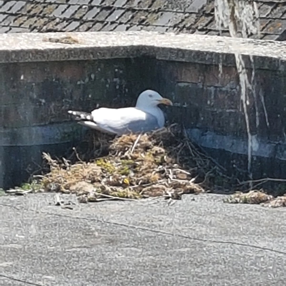 We have a mascot! Meet Gully Gullfeather! We are in the process of moving to new offices in Dorchester, and we discovered Gully yesterday nesting on our roof. #Fridayfeeling #runningtravels #seagullnest #newoffice