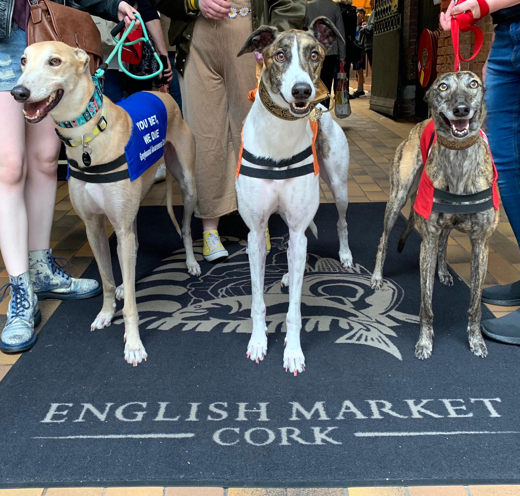 GreyhoundAwarensCork on Twitter "Rescued greyhounds GreyhoundRobert, Cooper and Molly in Cork