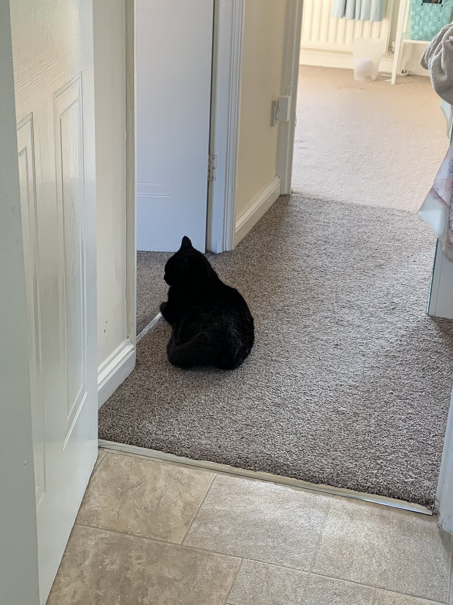 catashians's tweet photo. Our human’s bought us 4 kitty beds since lockdown, so I’ll continue to blow her mind by lying right here 🐾

#naptime #friyay #chills #catlife #CatsOfTwitter https://t.co/XI0GmZzqUg