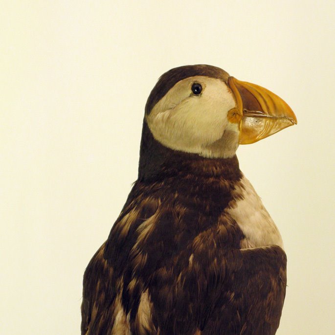 wildaboutportsm's tweet photo. #climatechangeMW Rising sea temperatures through climate change affects sea birds as its impacts on zooplankton survival and the sand eels which feed on them. Fewer sand eels = less prey for #puffins to feed on. #MuseumWeek #MuseumWeek2020 @HeritageFundUK https://t.co/HicWbFnWIU