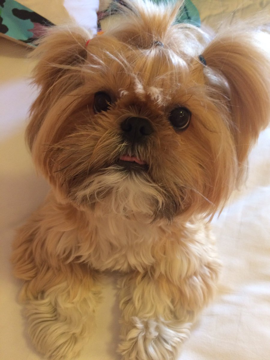 DeniseMoraes's tweet photo. @TurmadaMonica Sim, Ginger, acabou de fazer 7 anos. O nome é devido a cor dos pelos - gengibre em inglês. https://t.co/ejJW61iD9b
