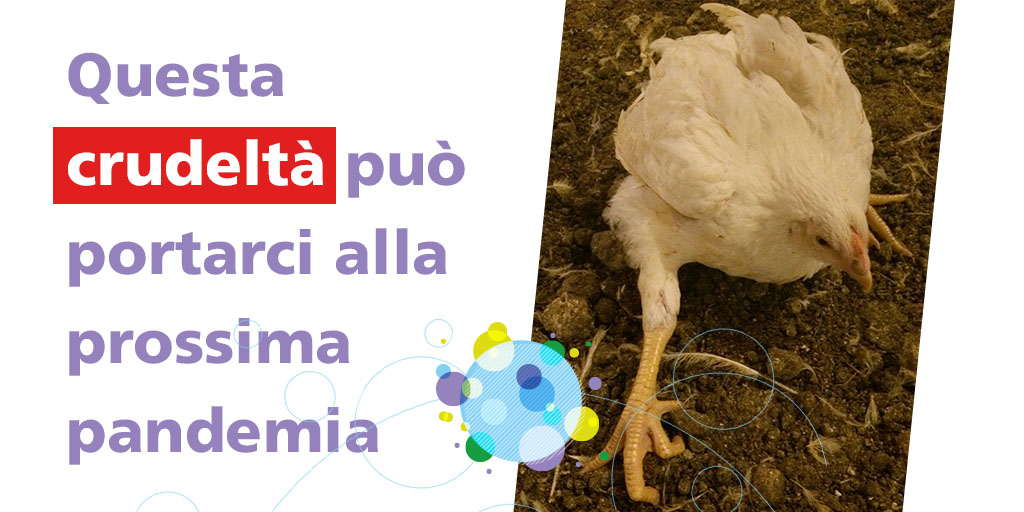 CIWF_IT's tweet photo. Vogliamo un futuro in cui il rischio di nuove epidemie e pandemie sia ridotto in difesa della nostra salute, nel rispetto del pianeta e degli animali. Firma per dire basta agli allevamenti intensivi! https://t.co/rXmoOsPm6o

#BastaAllevamentiIntensivi #FutureWithoutFactoryFarming https://t.co/OsQEQfgd4J