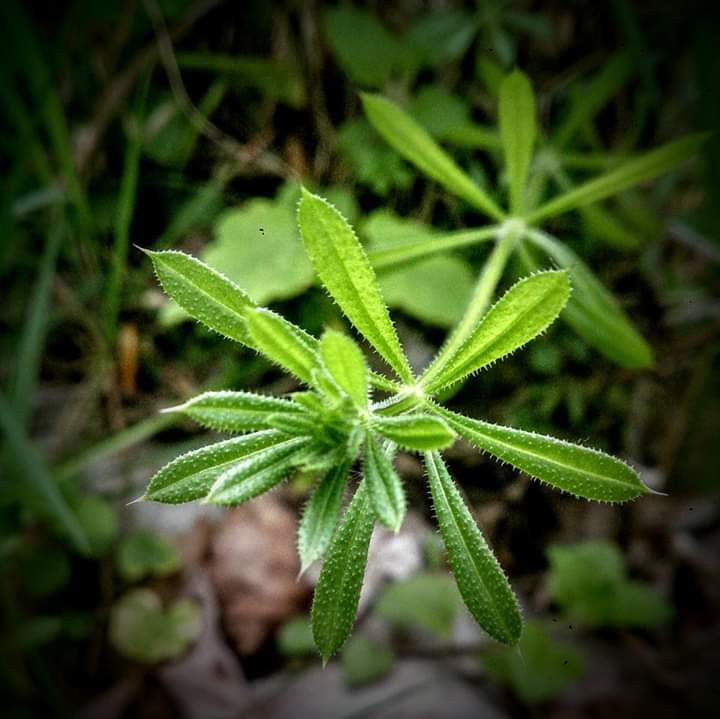 BlairvadachStew's tweet image. Day 7 - Cleavers (you may know them as something else 😉) pop them into water for 24 hours and you get a tasty juice!

Also nice blanched as a veggie. 

#7DaysOfNature 

#nomnomnom

My theme - #EdibleScotland

#FoodForFree #Foraging #Cleavers

Thanks @BlairvadachS for that.