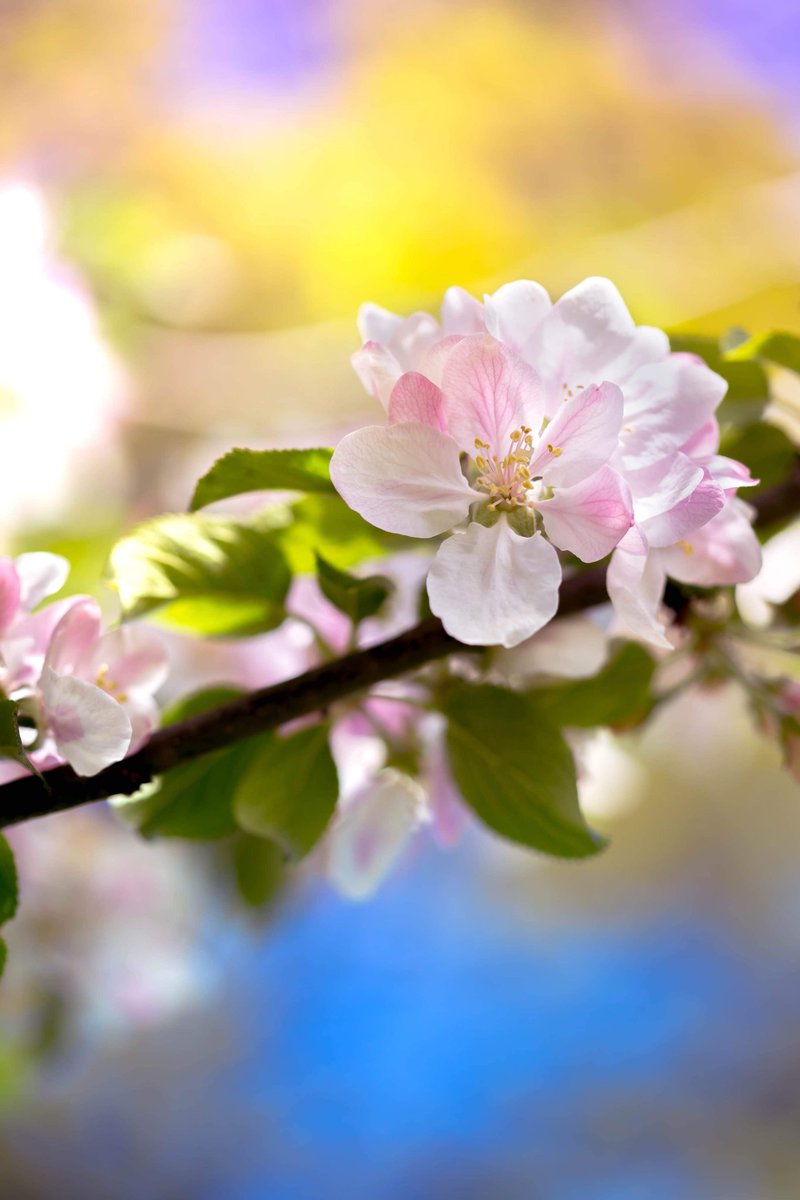YvetteLouise_'s tweet photo. Hi, hope you have a Bee๐-utiful #Friday friend!
๐ฎ
5d mark iii
100mm
F2.8
ISO 100
1/120
#nature #naturephotography #naturalworld #trees #environment #blossom #pollinators #photography #northwales #EarthLens #canon #bee #photographyblossom @CanonUKandIE
https://t.co/78zrzXUmEo https://t.co/Rrs6wc0S0N