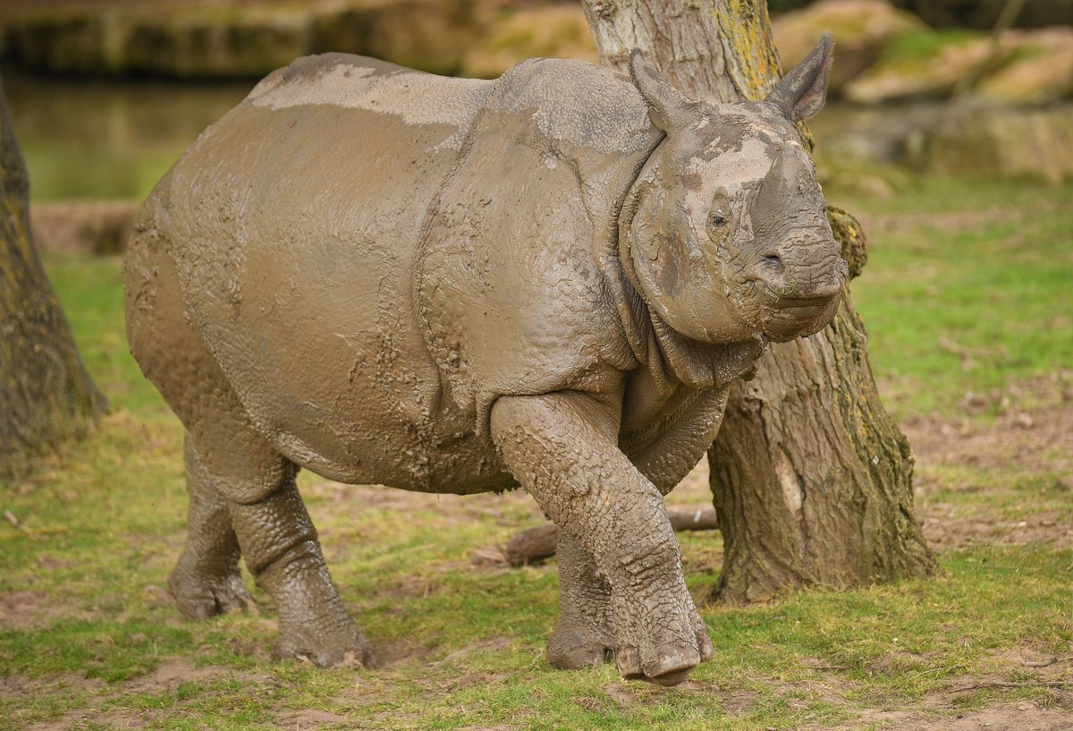 ScienceatCZ's tweet photo. Our scientists and keeping teams at #TheZoo are working to quantify behavioural activity budgets for our Indian rhinos β±οΈπ
This evidence will be used to inform best husbandry practice for the species #EndangeredSpeciesDay #ToZooAtHome https://t.co/N92FLoo7X9