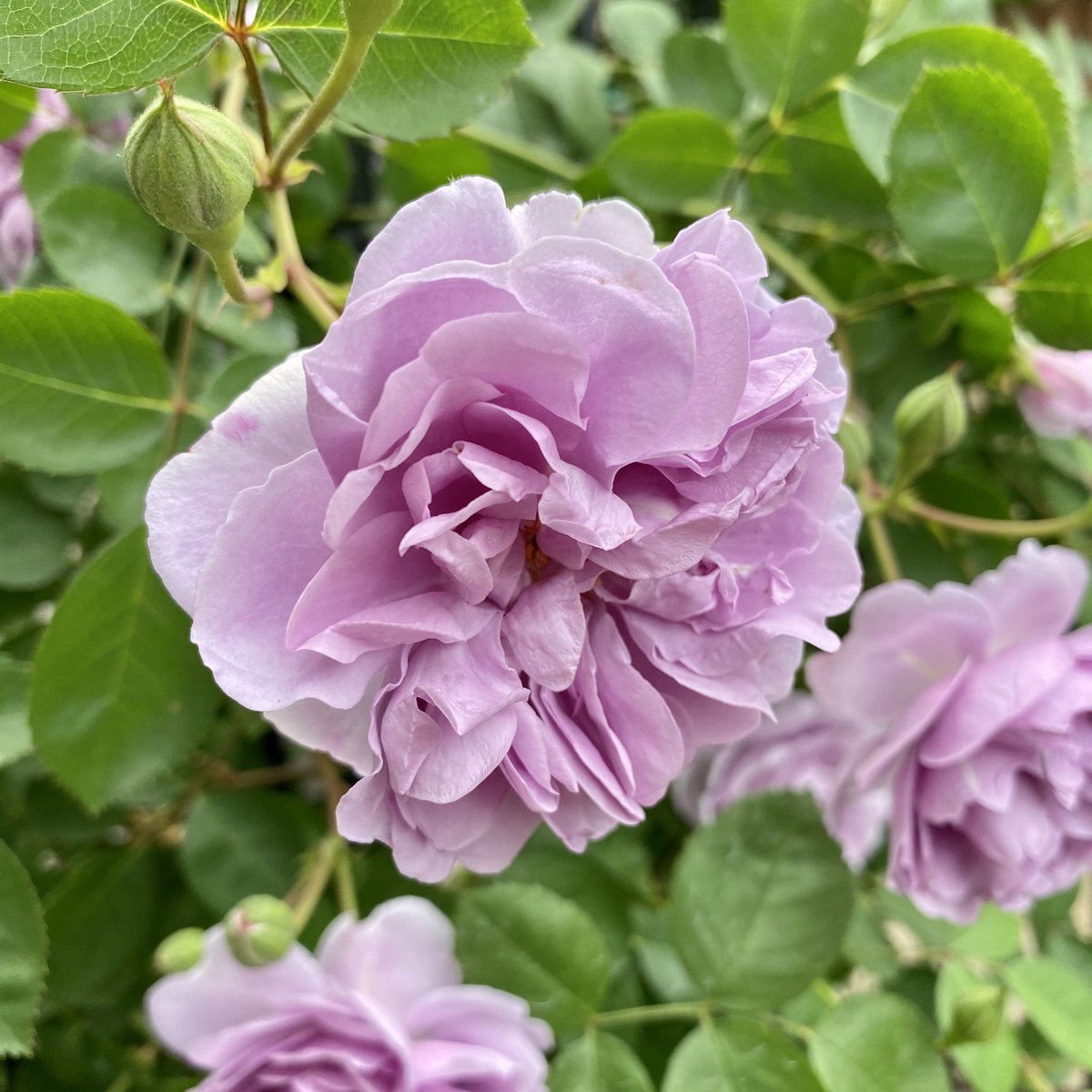 にめぬ ちゆせぼg Ar Twitter つる青バラ レイニーブルーが開花 青系のバラにしては病害虫に強い 去年まで日陰に置いていましたが 今年から日当たりに出して小ぶりながらも沢山の花が咲きはじめました ガーデニング バラ レイニーブルー 青バラ にめぬ ちゆせぼg Ar Twitter つる青バラ レイニーブルーが開花 青系のバラにしては病害虫に強い 去年まで日陰に置いていましたが 今年から日当たりに出して小ぶりながらも沢山の花が咲きはじめました ガーデニング バラ レイニーブルー 青バラ