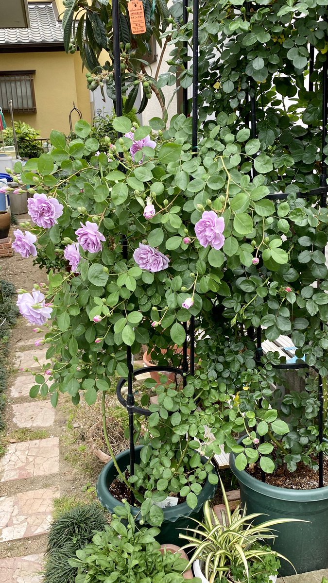 にめぬ ちゆせぼg Ar Twitter つる青バラ レイニーブルーが開花 青系のバラにしては病害虫に強い 去年まで日陰に置いていましたが 今年から日当たりに出して小ぶりながらも沢山の花が咲きはじめました ガーデニング バラ レイニーブルー 青バラ にめぬ ちゆせぼg Ar Twitter つる青バラ レイニーブルーが開花 青系のバラにしては病害虫に強い 去年まで日陰に置いていましたが 今年から日当たりに出して小ぶりながらも沢山の花が咲きはじめました ガーデニング バラ レイニーブルー 青バラ