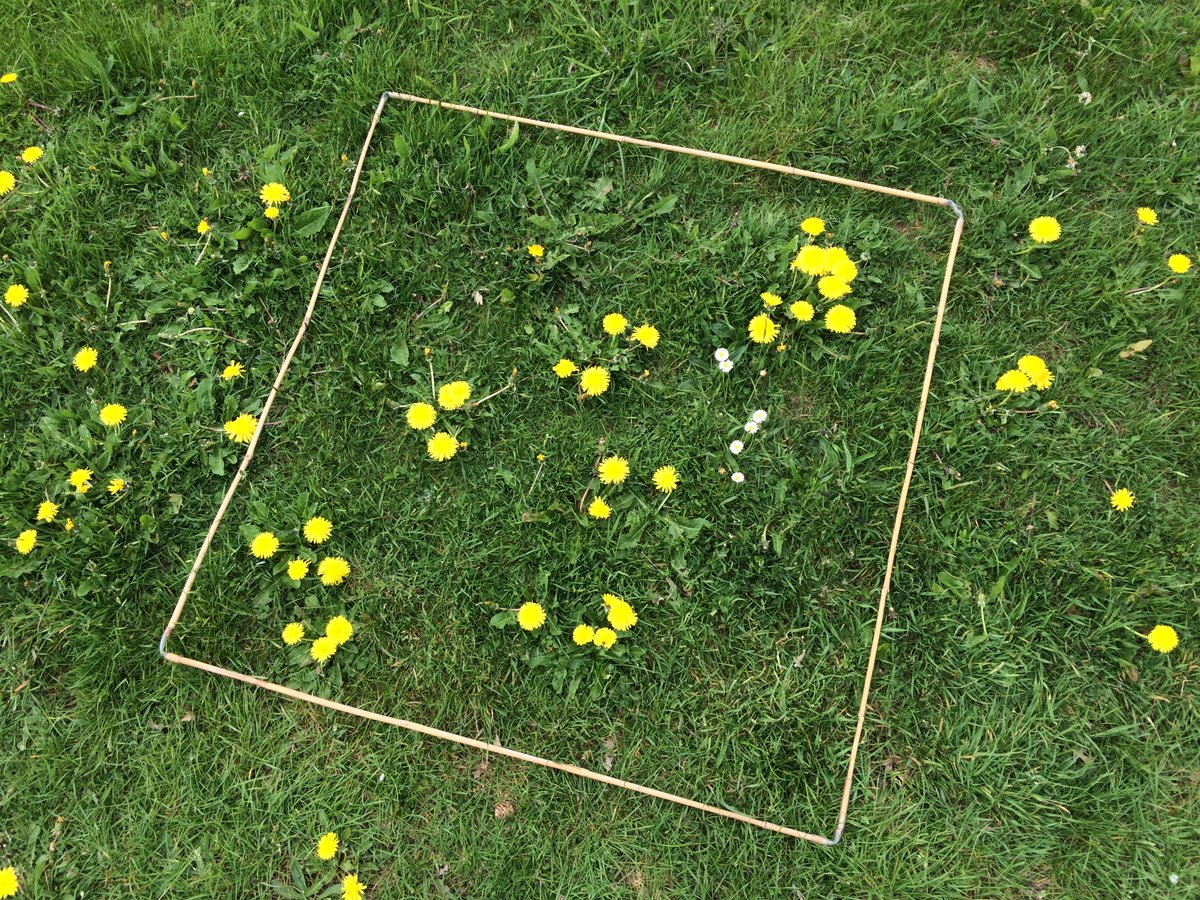 #NoMowMay – are you seeing the spectacular benefits from NOT mowing your lawn throughout May? Don’t forget to take part in #EveryFlowerCounts #CitizenScience survey to find out your #PersonalNectarScore! plantlife.org.uk/everyflowercou…