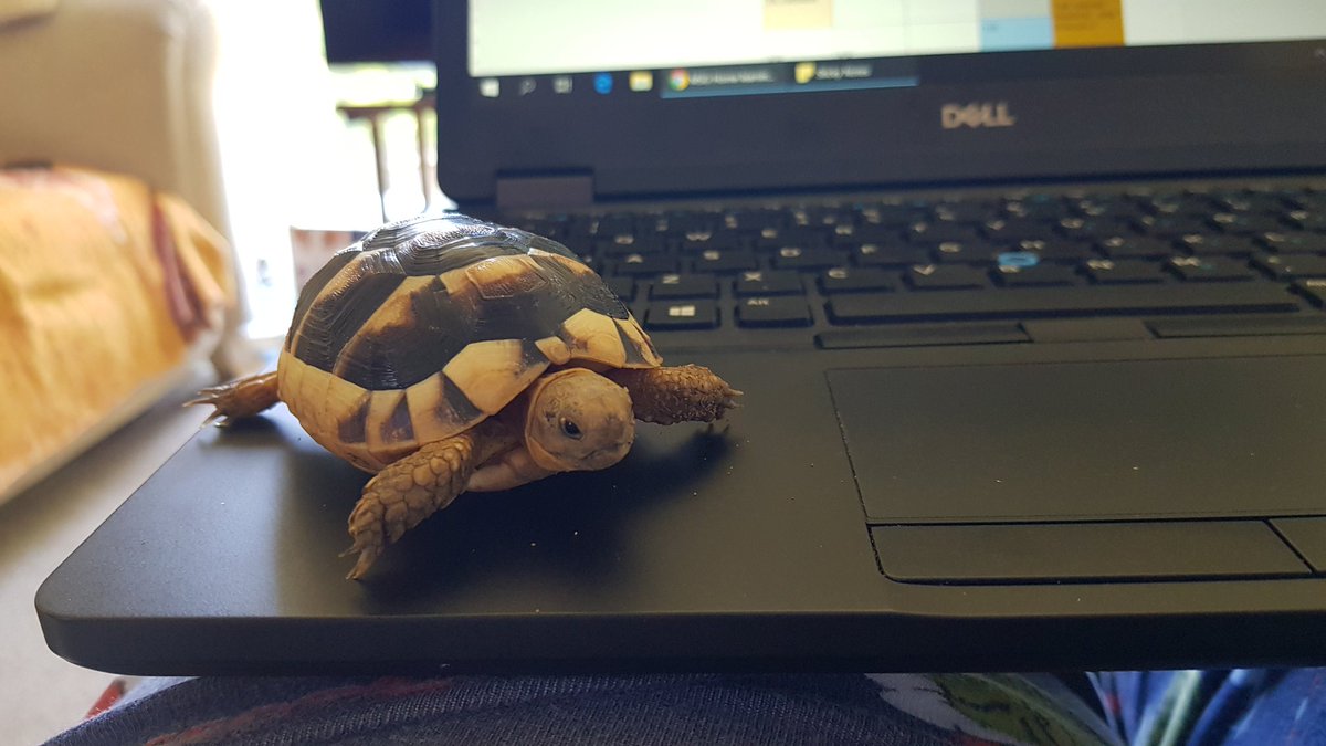 I've got a little helper at work today 🐢 #work #workingfromhome #WFH #teacher #languages #mfl #tortoise #hermann #hermanntortoise