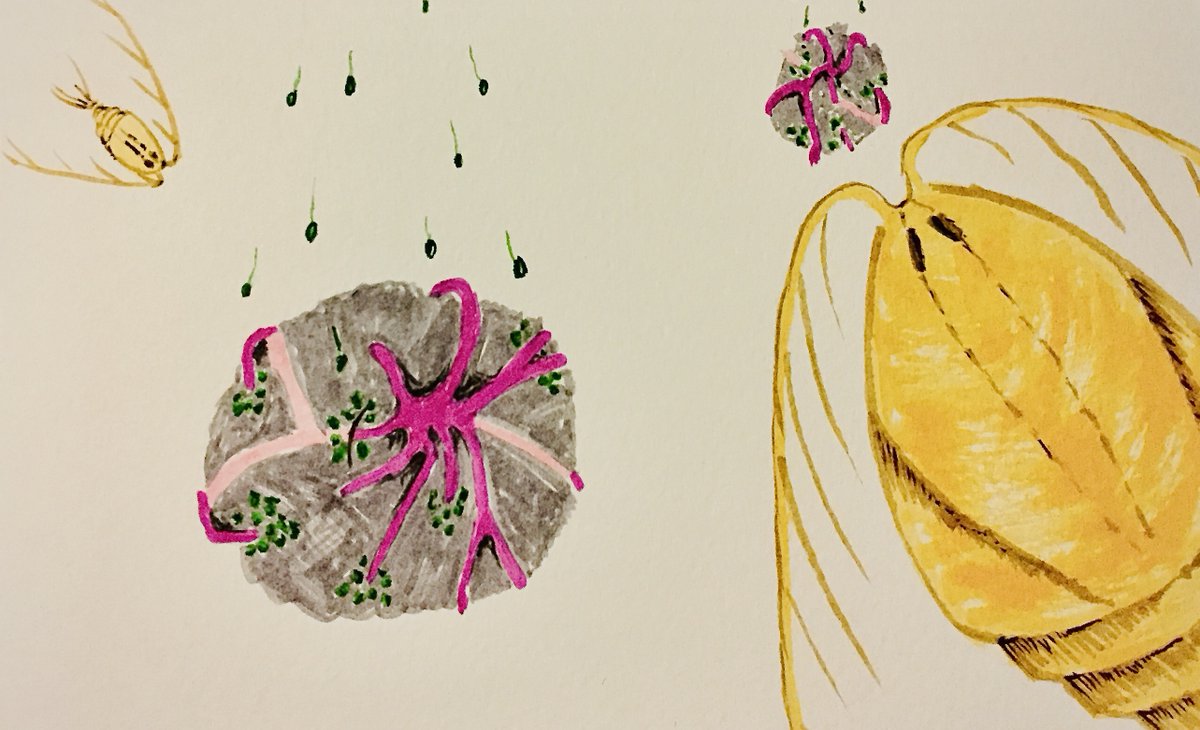 coddiepoc's tweet image. Some great artwork done by my supervisor @sea_bugs  as a birthday present titled 'Candy and Copepods', and to mark the change of a new era on twitter as @coddiepoc to reflect my interest for all things #particulate ,  #organic and #carbon related! 💩