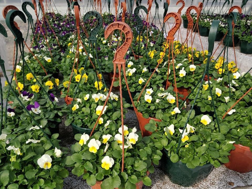 rikosseuraamus's tweet photo. Vilppulan vankilan yhteydessä on puutarha ja kaikille avoin myymälä, joka on auki ympäri vuoden. Tällä hetkellä myymälä palvelee ma-pe 10-17 ja la 10-14. Tervetuloa ihastelemaan, tutustumaan ja tekemään löytöjä kesään! #rikosseuraamus #vankilatuote #työtoiminta https://t.co/v3MzS7547x