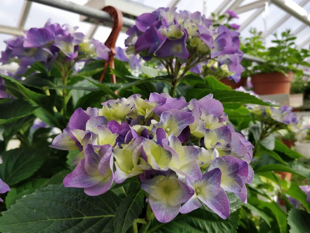 rikosseuraamus's tweet photo. Vilppulan vankilan yhteydessä on puutarha ja kaikille avoin myymälä, joka on auki ympäri vuoden. Tällä hetkellä myymälä palvelee ma-pe 10-17 ja la 10-14. Tervetuloa ihastelemaan, tutustumaan ja tekemään löytöjä kesään! #rikosseuraamus #vankilatuote #työtoiminta https://t.co/v3MzS7547x