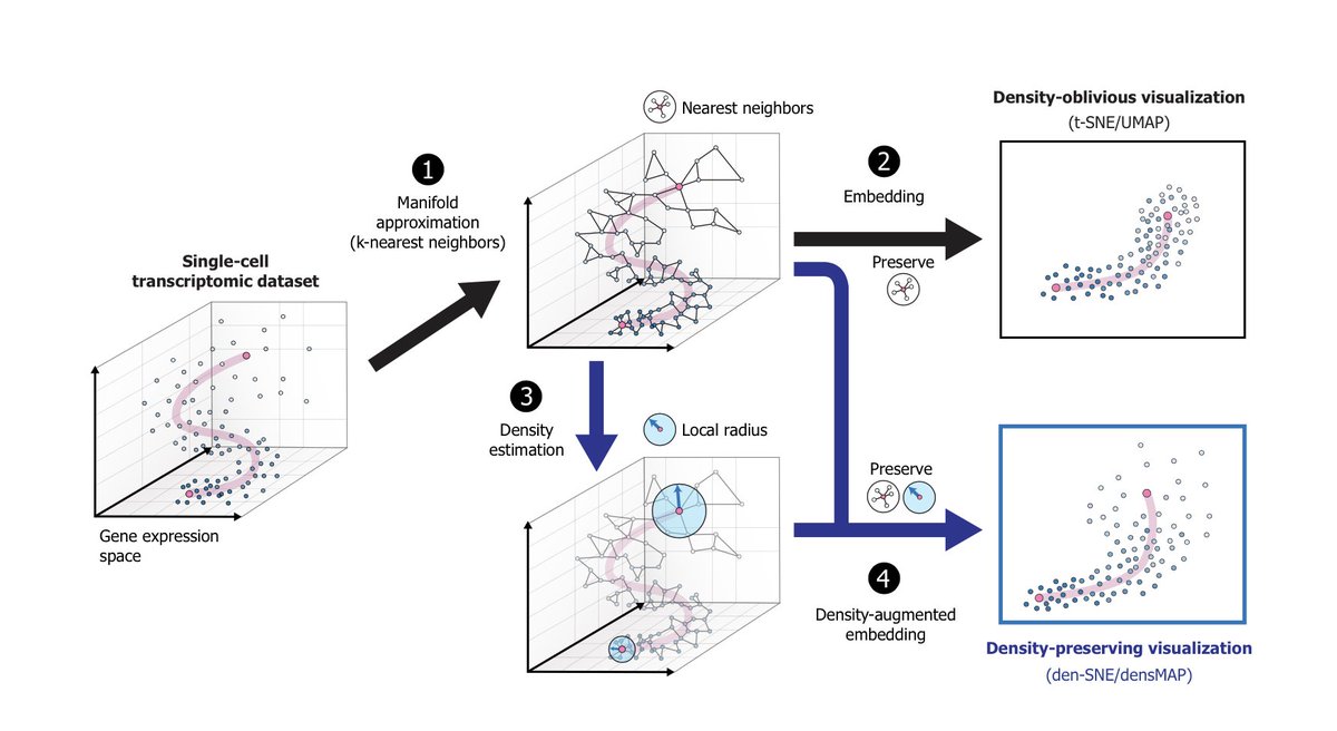 GCLinderman's tweet photo. t-SNE/UMAP embed datasets by preserving local neighborhoods. @ashwinn226 et al present den-SNE/denMAP, in which the objective functions include an additional term causing the algorithms to also preserve local density. 
Paper: https://t.co/XOueqiAb3i
Code: https://t.co/ycCtkc0Txa https://t.co/hRFMWX35RU