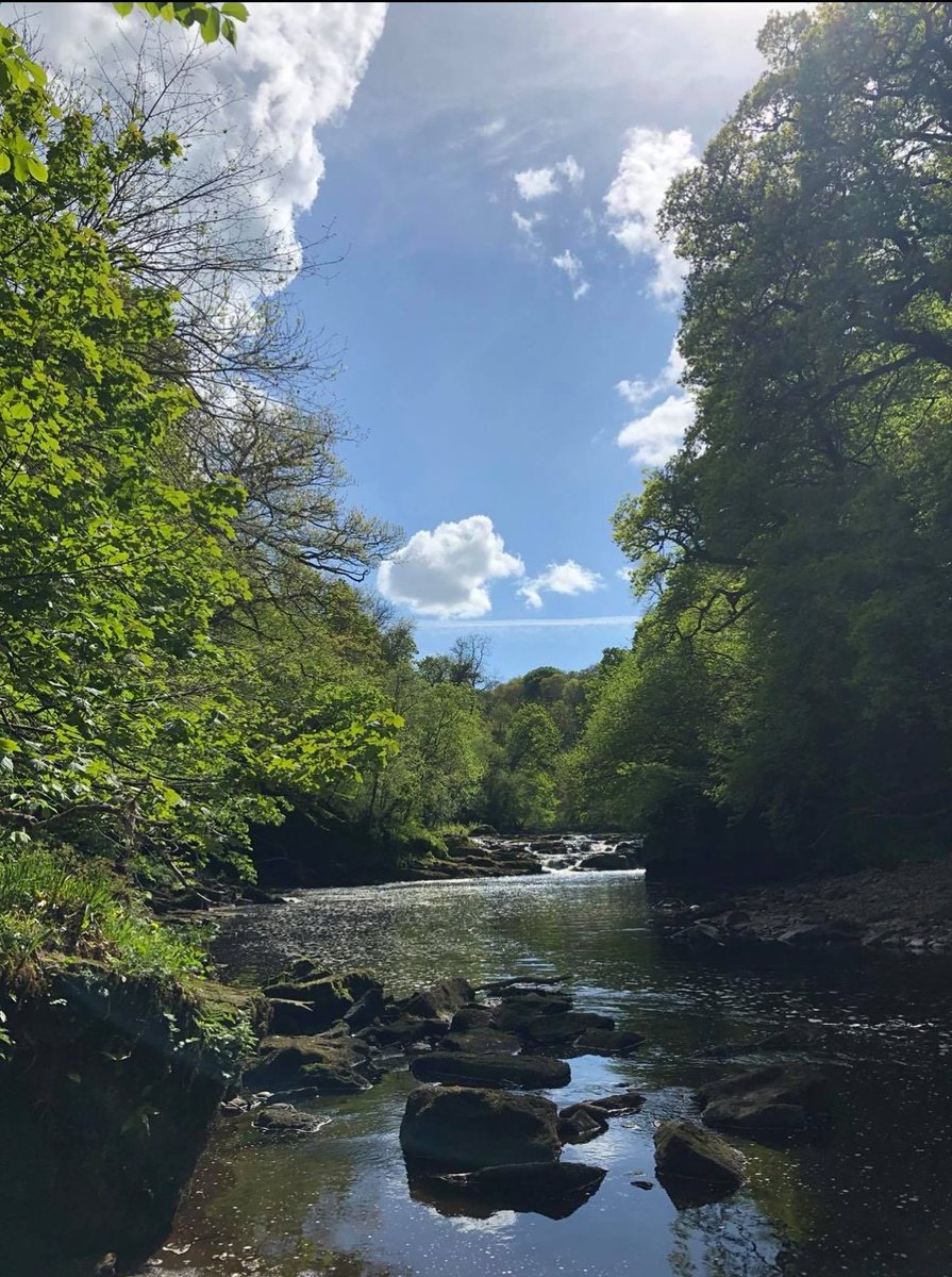 UofG_Alumni's tweet photo. Here are some snaps from our gardens and local walks to celebrate the launch of @ISpotABee app 🐝made by @RiaDunkley @UofGEducation with support from @UofGlasgow #SparkFunder donors ✨ 

We’d love to see your planty pics too! 📸🌿🌹 

#QuaranTeamUofG #spotabee #blossomseason https://t.co/1XeRFEUiHD