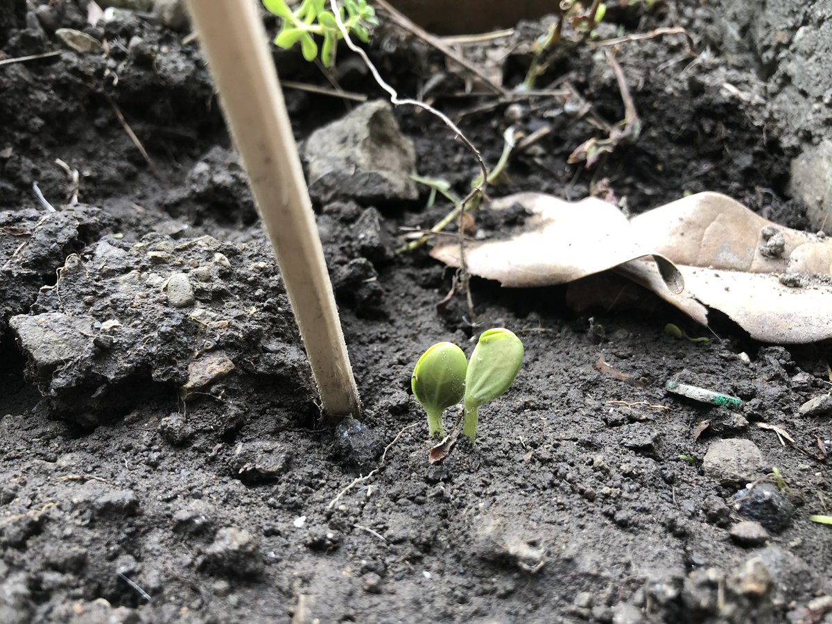 ADAPTINCMEDIA's tweet photo. スイカの芽が出ました🌿
可愛いフォルム笑🍉

ちなみに土も自分たちで作ってます✌️

農作業が好きな人たち話しましょう😊😊

#自給自足　#野��　#農作業　#オーガニック　　#足るを知る　#ピースな生活への第一歩 https://t.co/mtOuBxwWRM