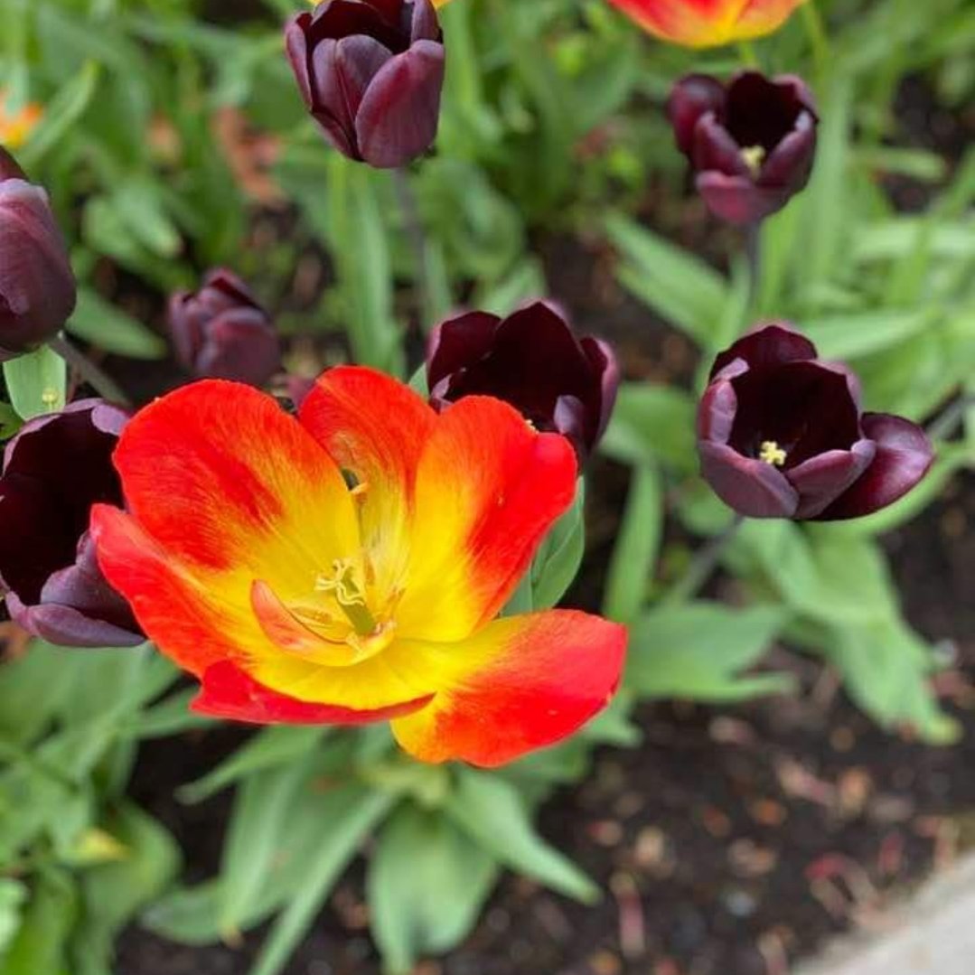 UofG_Alumni's tweet photo. Here are some snaps from our gardens and local walks to celebrate the launch of @ISpotABee app 🐝made by @RiaDunkley @UofGEducation with support from @UofGlasgow #SparkFunder donors ✨ 

We’d love to see your planty pics too! 📸🌿🌹 

#QuaranTeamUofG #spotabee #blossomseason https://t.co/1XeRFEUiHD