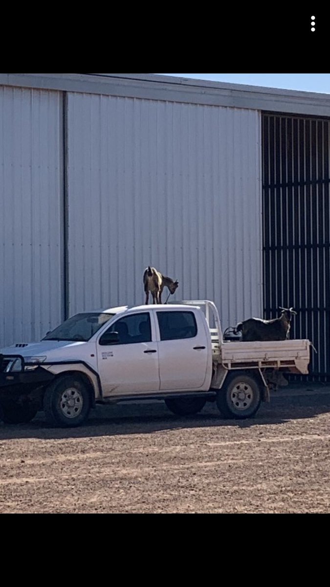 Shane_Jericho's tweet photo. Having a couple pet goats 🐐 has been fun however anymore behaviour like this when I’m out spraying and things might change!! Their next ride might be on a stockcrate. 😂 https://t.co/FaFAFRVv0w
