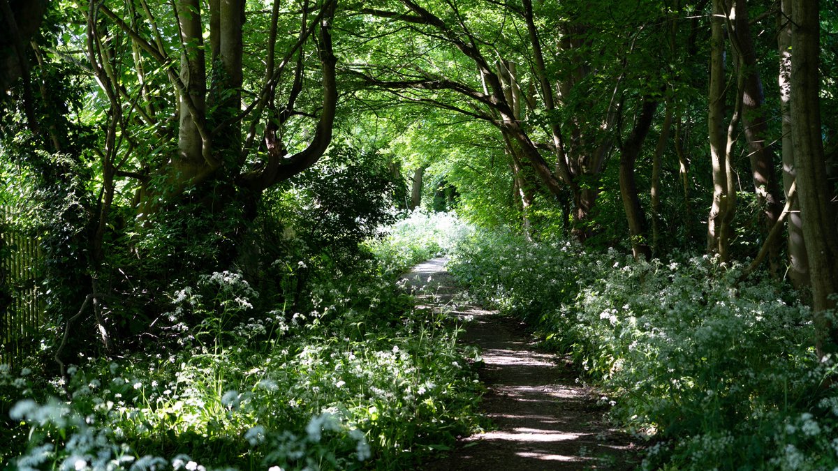 rossmackenzie's tweet photo. Down the Lanes. #OX3 #exercisehour #staylocal #greenspaces #getoutside https://t.co/GWqKWNWzgk