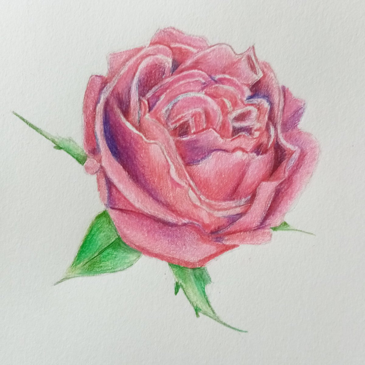 This morning I have been mainly drawing a rose that I photographed yesterday

#spring #rose #drawing #prismacolor #prismacolorpencils #art #sketchbook #sketches