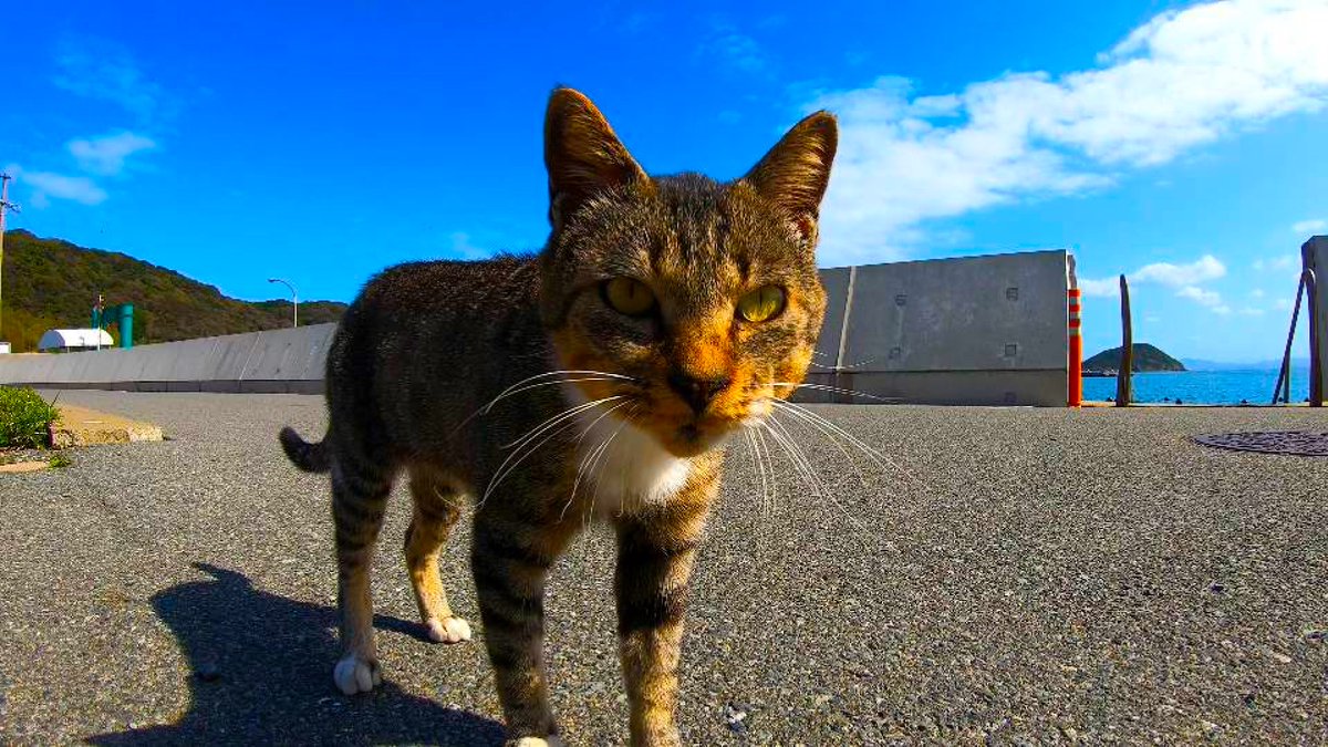 kuma5629145596's tweet photo. In this video we’ll show you Ainoshima, Cat Island (相島, 猫の島), Fukuoka, Japan.
https://t.co/0MPCqA0zYR
#Ainoshima
#相島
#猫の島
#CatIsland https://t.co/DtLWJ5MYqi