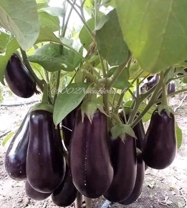 Nikuboruah1's tweet photo. Black bringle plants..
Fresh and pure vegetables..
#bringle photography....🍆🍆🍆🍆🍆🍆🍆🍆🍆🍆🍆🍆🍆🍆🍆🍆🍆🍆 https://t.co/B9mLsXSTaq