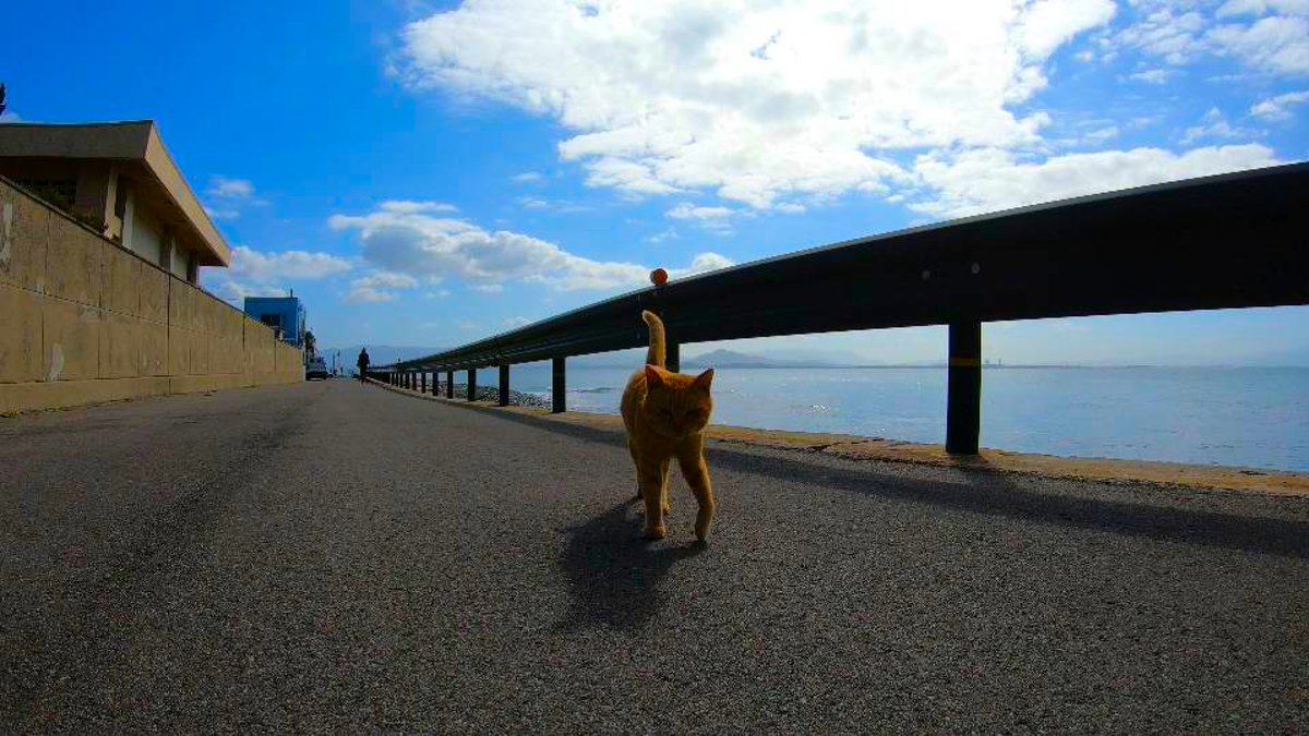 kuma5629145596's tweet photo. In this video we’ll show you Ainoshima, Cat Island (相島, 猫の島), Fukuoka, Japan.
https://t.co/0MPCqA0zYR
#Ainoshima
#相島
#猫の島
#CatIsland https://t.co/DtLWJ5MYqi