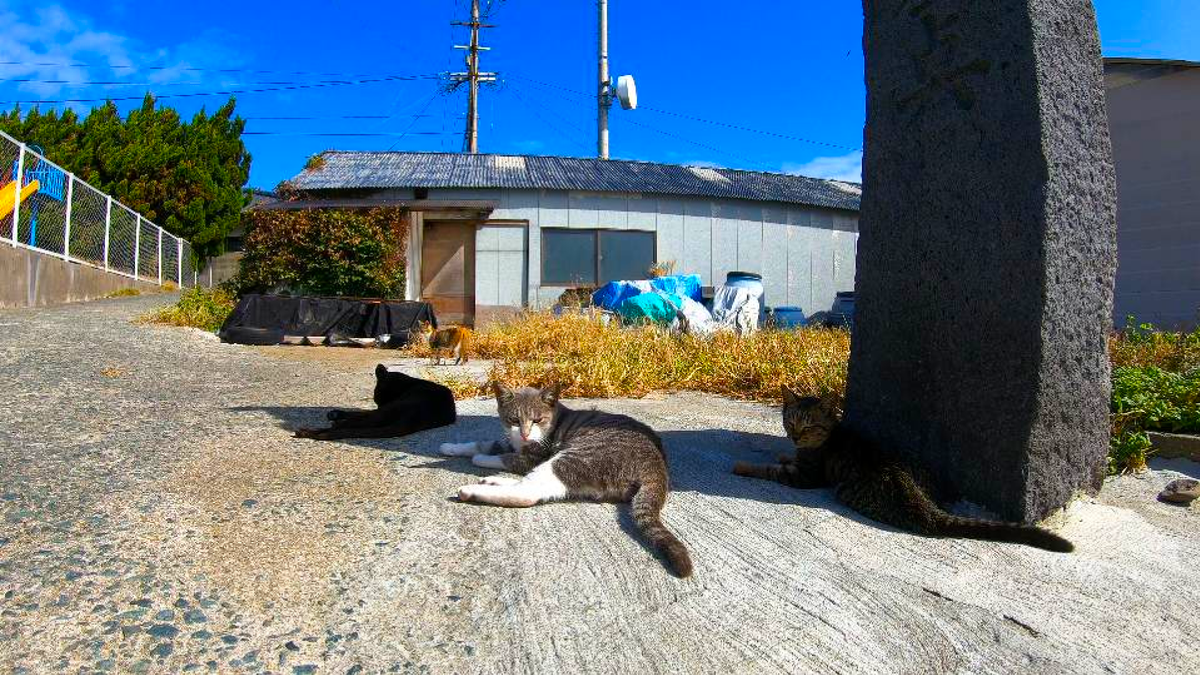 kuma5629145596's tweet photo. In this video we’ll show you Ainoshima, Cat Island (相島, 猫の島), Fukuoka, Japan.
https://t.co/0MPCqA0zYR
#Ainoshima
#相島
#猫の島
#CatIsland https://t.co/DtLWJ5MYqi