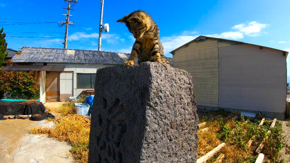 kuma5629145596's tweet photo. In this video we’ll show you Ainoshima, Cat Island (相島, 猫の島), Fukuoka, Japan.
https://t.co/0MPCqA0zYR
#Ainoshima
#相島
#猫の島
#CatIsland https://t.co/DtLWJ5MYqi