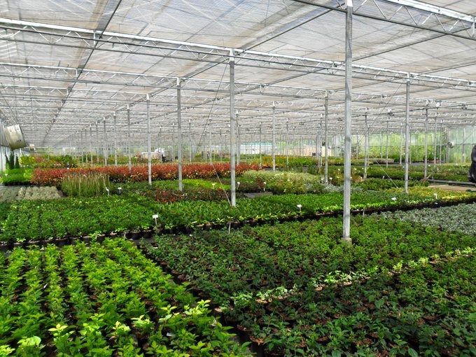 Schools_designs's tweet photo. Spring is definitely here and at our Plant Nurseries, we now have our full stock of Trees, Shrubs and Sensory Plants, ready for this year’s School Playground Projects. #plants #trees #shrubs #ready #landscaping #construction #natural #naturalplayground #spring #planting https://t.co/0o5ndKQLcb