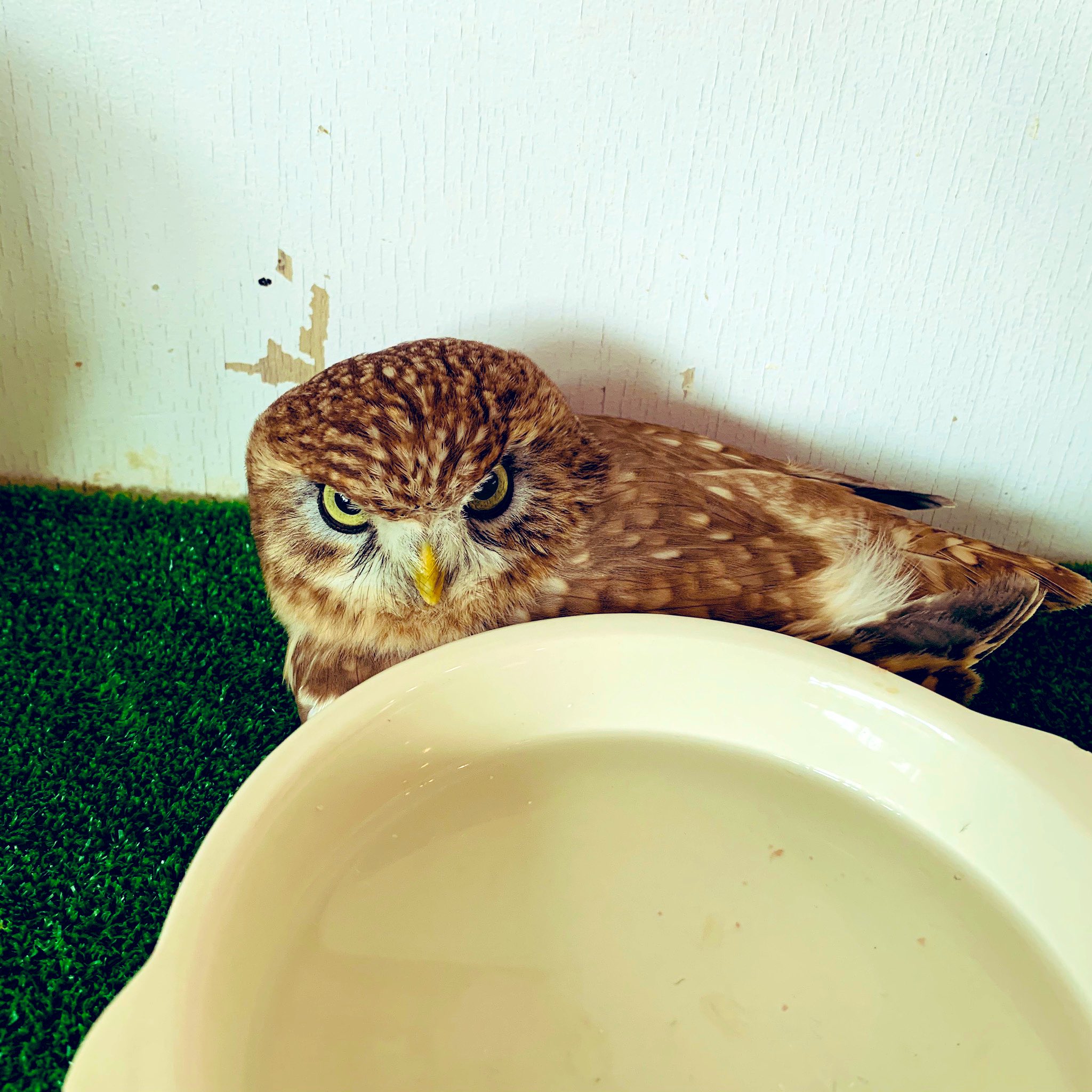 ロックに生きるアナウンサーかわわ お澄ましさんな お座りおはぎと あたま撫でてよ の 甘えんぼあずき 動物好きな人と繋がりたい 動物看護 ふくろうの里 フリーアナウンサー 癒し画像 コキンメフクロウ T Co Mmvavflhjg Twitter ロックに生きるアナウンサーかわわ お澄ましさんな お座りおはぎと あたま撫でてよ の 甘えんぼあずき 動物好きな人と繋がりたい 動物看護 ふくろうの里 フリーアナウンサー 癒し画像 コキンメフクロウ T Co Mmvavflhjg Twitter