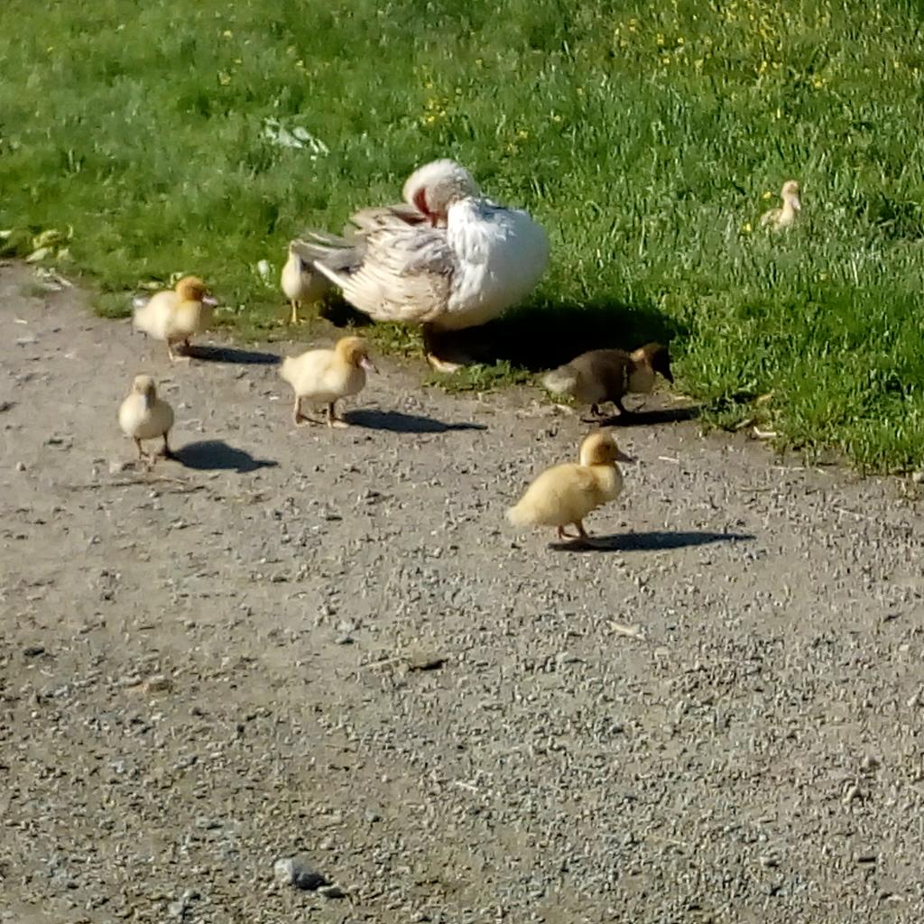 LeRepaireGites's tweet photo. #spring is in the air
#printemps #ducklings #sunnydays #dogwalk #lerepaire #quarantinelife https://t.co/RcQnYiUXEC