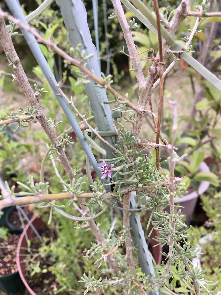 78 Na Twitteru 栽培実習 枸杞 黒枸杞 クコの仲間の黒クコ 花を咲かせていました 今年はたくさん収穫したいし 株分けもしたいですね