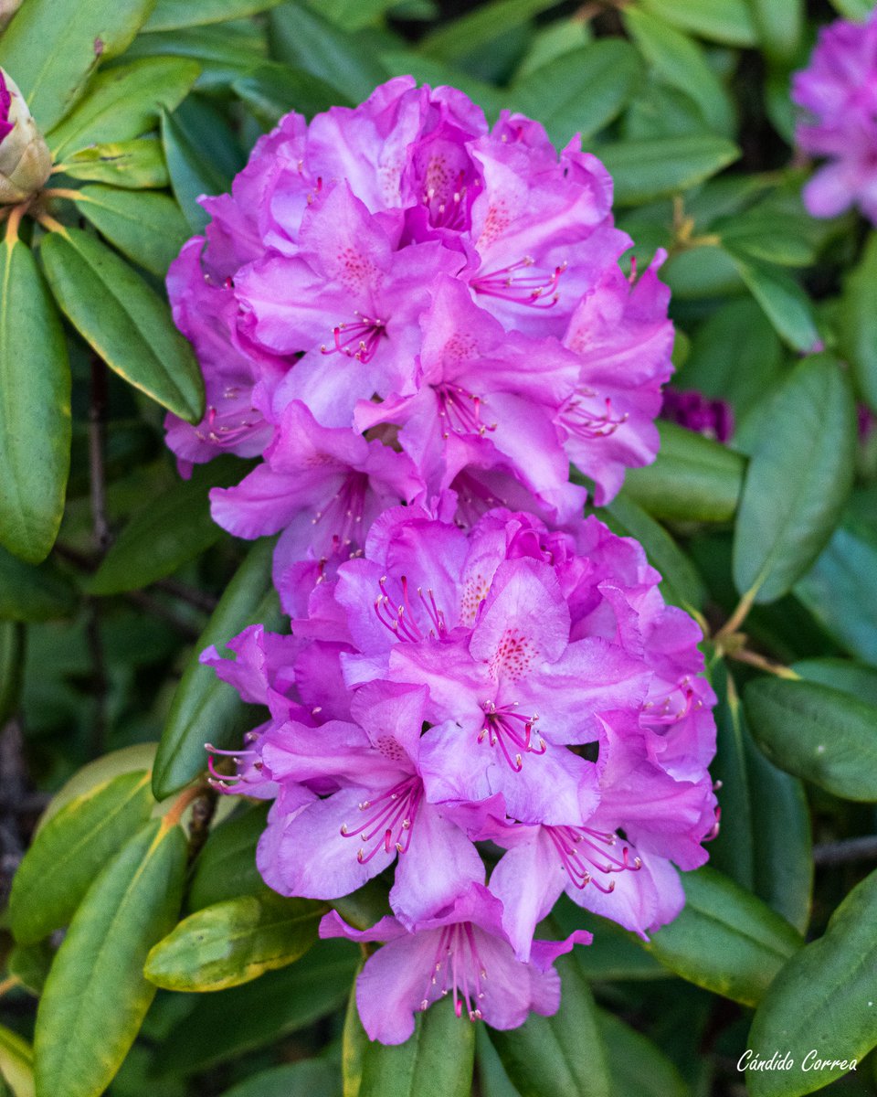 No sé como se llama, lo siento, pero bonita sí que es #Coruña