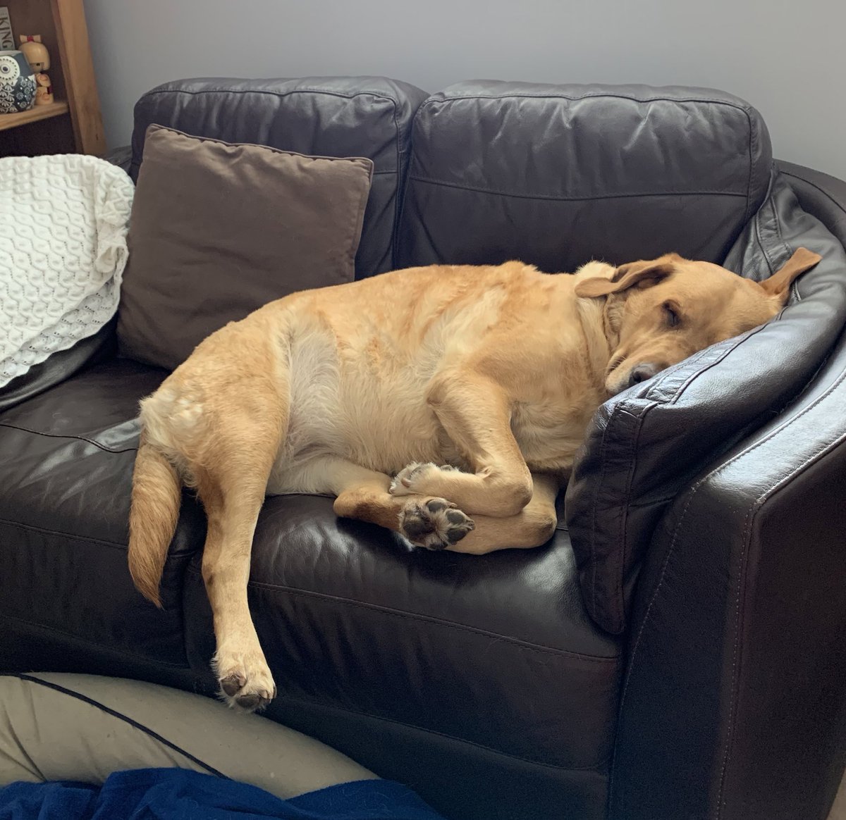 This is has been my office view for the past couple of months working from home. I am grateful to spend more time with this girl who snoozes by my side all day while I work (with regular breaks for cuddles and biscuits, of course 🖤🍪) #DayofFamilies #QuaranTeamUofG