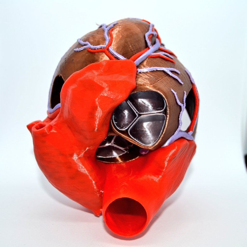 de3dprintman's tweet photo. 1/2 This is the longest and most beautiful #multimaterial print I've made so far. The incredible #AnatomicHeart model by #Malte printed in @ColorFabb PLA &amp; @halo3dfilaments in 0.15mm layers on the Original #Prusai3MK3S with #MMU2S by @josefprusa. https://t.co/bhXCgM50X6