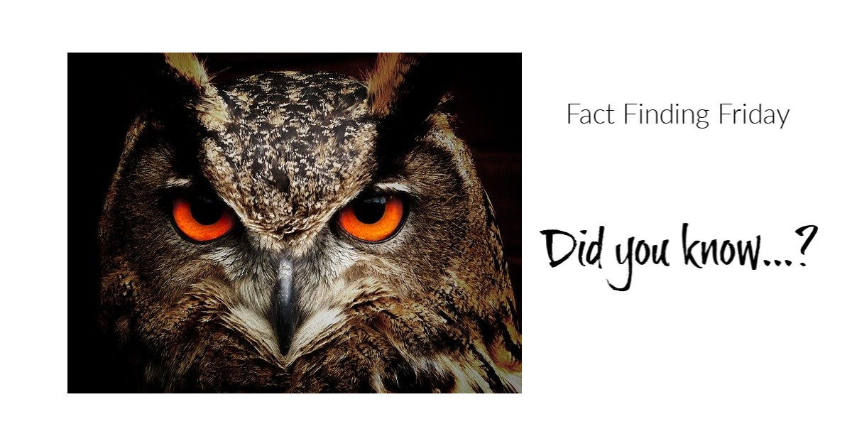 accessTOG's tweet photo. Did you know that owls don't have eyeballs?
That's why their necks can twist round a full 270 degrees
.... I didn't know that BUT I do now!
#FactFindingFriday https://t.co/7lQUHgeIok