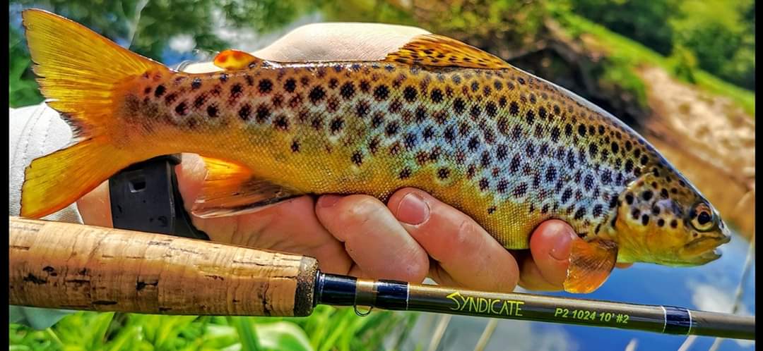 irishflytying's tweet photo. Nice early morning cast on the river tis morning. Nothing better when the sun peaks over the countryside hills and brightens everything up.
Remember to stay safe whilst enjoying your fishing. Check us out if you need anything at - https://t.co/wxV7FU2SVD
#syndicate_ff #staysafe https://t.co/WWkZMYeqVb