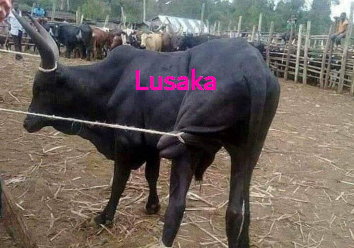 solo_ambuku's tweet photo. @marirace Are you new here in Jerusalem? Siasa za uchaguzi wa #2022 zilianza ile siku ya #DayOfTheLongKnives juu ya #JubileeSenatePG, kuleeee @StateHouseKenya, na #WheelbarrowRuling ya @Ken_Lusaka kule @Senate_KE, political daggers are now officially drawn, game on! #JubileeImplodes ๐๐ท https://t.co/5DEKPCbdg3